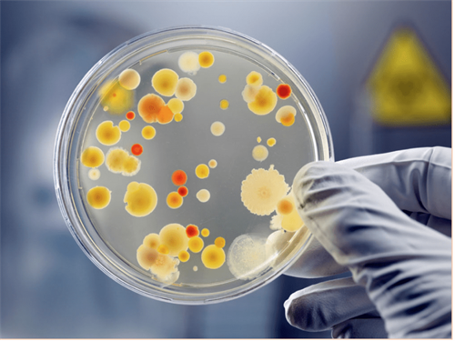 LỢI ÍCH VÀ TÁC HẠI CỦA VI SINH VẬT  MỘT SỐ LƯU Ý ĐỂ BẢO VỆ SỨC KHỎE  KHI SỬ DỤNG THỰC PHẨM 